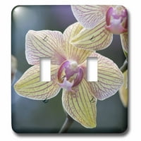 3дроза Фланопсис Молец е живописна градинарска орхидеја во која е тропско растение и букет Кога Цвет-Двојно Вклучување Прекинувач