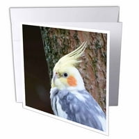 Портрет На Смешни Картички За Честитки За Птици Кокатиел со Пликови гц-308055-2