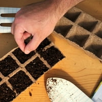 Фери -м -Морс Тексас Блубонт растителни семиња - Градинарство за семе, делумна сенка на сонцето
